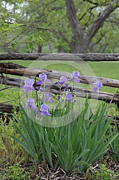 Blur Iris against a wood rail fence with grass and trees