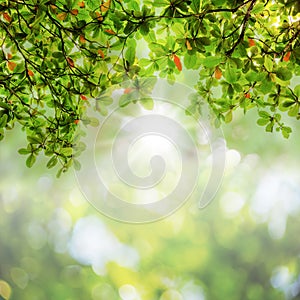 Blur leaves on abstract bokeh natrue background