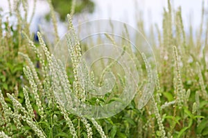 Blur Long green grass for background and texture nature garden