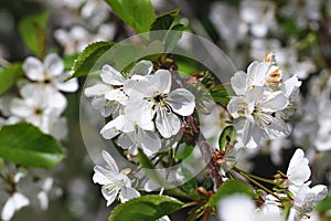 Blur, motion blur. Closeup of a blooming cherry blossoming apple tree
