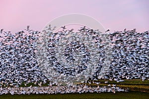 Blur of motion in a pastel pink sunset landscape, large flock of migratory snow geese taking off from a farmerâ€™s field