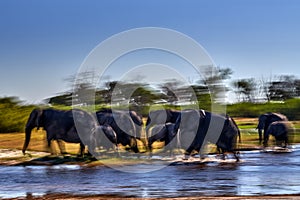Blur move nature art, lephant river crossing. Khwai river with elephant herd. Wildlife scene from nature. A herd of African