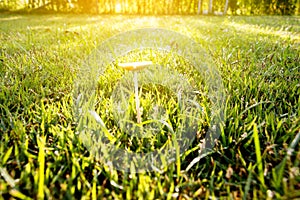 Blur mushroom in garden