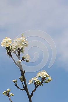 Blur natural background with a branch of blossoming plum selective focus and open aperture there is a place for text
