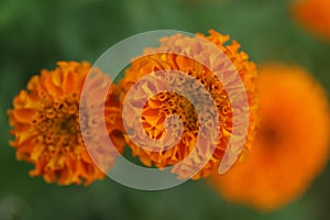 Blur nature flowers backgrounds. Orange marigold flower on green garden background.  Floral spring and summer backgrounds