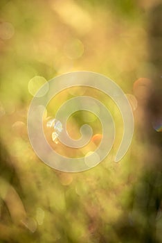 Blur nature green park with bokeh sun light abstract background. Copy space of travel adventure and environment concept. Vintage t