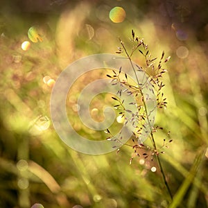 Blur nature green park with bokeh sun light abstract background. Copy space of travel adventure and environment concept. Vintage t