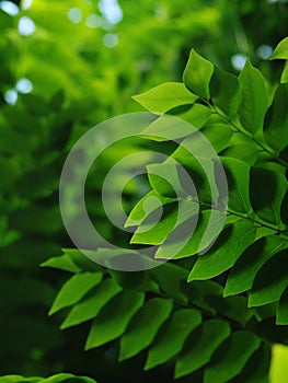 Blur organic colourful plant leaves shallow depth of field under natural sunlight and dark environment in home garden outdoor