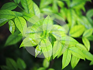 Blur organic colourful plant leaves shallow depth of field under natural sunlight and dark environment in home garden outdoor