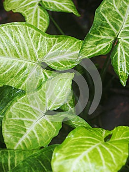 Blur organic colourful plant leaves shallow depth of field under natural sunlight and dark environment in home garden outdoor