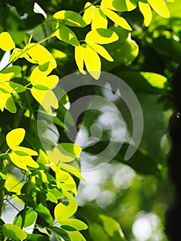 Blur organic green plant leaves shallow depth of field under natural sunlight and dark environment in home garden outdoor