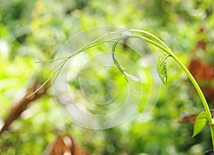 Blur organic green plant leaves shallow depth of field under natural sunlight and dark environment in home garden outdoor