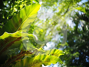 Blur organic green plant leaves shallow depth of field under natural sunlight and dark environment in home garden outdoor