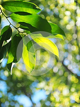 Blur organic green plant leaves shallow depth of field under natural sunlight and dark environment in home garden outdoor