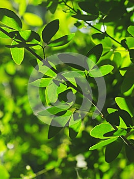 Blur organic green plant leaves shallow depth of field under natural sunlight and dark environment in home garden outdoor