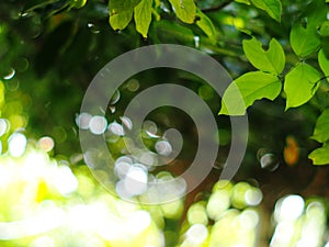 Blur organic green plant leaves shallow depth of field under natural sunlight and dark environment in home garden outdoor