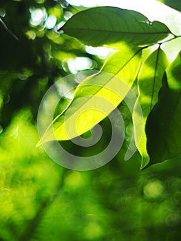 Blur organic green plant leaves shallow depth of field under natural sunlight and dark environment in home garden outdoor