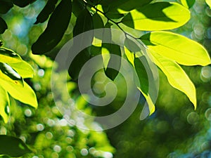 Blur organic green plant leaves shallow depth of field under natural sunlight and dark environment in home garden outdoor