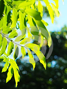 Blur organic green plant leaves shallow depth of field under natural sunlight and dark environment in home garden outdoor