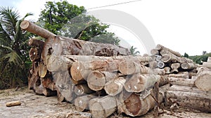 Image piece cut from a trunk or branch of a tree