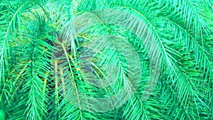 Blur palm leaves on tree in the garden and rain drop in rainy season