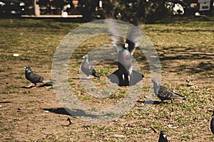 Blur picture of flock pigeons , one of them taking off