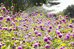 Blur picture and vintage style Globe amaranth or Bachelor Button or Gomphrena globosa in the garden for wallpaper or backgrpund