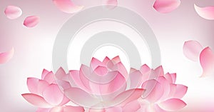 Blur pink background with pink petal of lotus