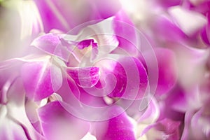 Blur Purple with white orchid flowers close-up