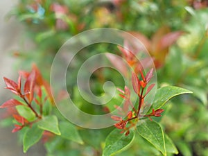Blur of Red Christina Leaf