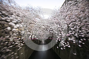 Blur sakura flowers at meguro river sakura festival cherry blossom in Tokyo, Japan