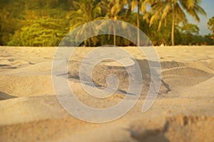 Blur sand, palm trees and tropical beach bokeh background, summer vacation and travel concept. Copy space, mockup