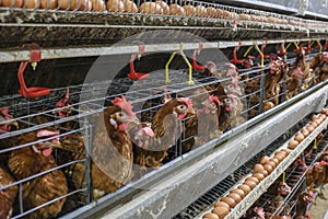 Multilevel production line conveyor production line of chicken eggs of a poultry farm photo