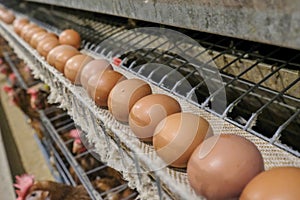 Multilevel production line conveyor production line of chicken eggs of a poultry farm