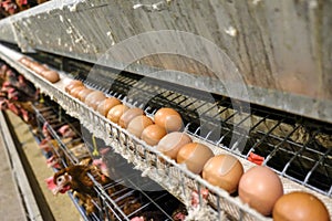 Multilevel production line conveyor production line of chicken eggs of a poultry farm