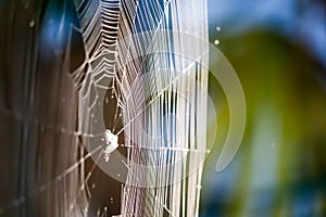 blur Spiders web for manipulate to trap prey on tree in the garden