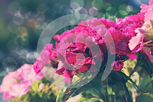 Blur spring vintage background