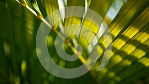 Blur tropical green palm leaf with sun light, abstract natural background with bokeh. Defocused Lush Foliage