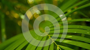 Blur tropical green palm leaf with sun light, abstract natural background with bokeh. Defocused Lush Foliage