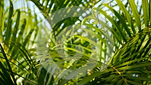 Blur tropical green palm leaf with sun light, abstract natural background with bokeh. Defocused Lush Foliage