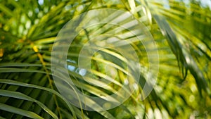 Blur tropical green palm leaf with sun light, abstract natural background with bokeh. Defocused Lush Foliage