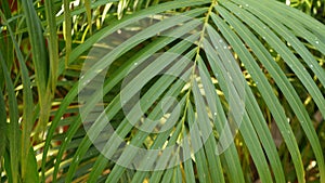 Blur tropical green palm leaf with sun light, abstract natural background with bokeh. Defocused Lush Foliage, veines