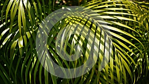 Blur tropical green palm leaf with sun light, abstract natural background with bokeh. Defocused Lush Foliage, veines, striped