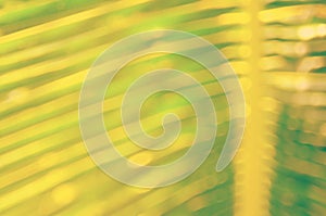 Blur tropical palm leaf abstract background.