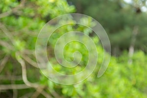 Blur tropical rain forest with green trees, Thailand. Tropical background