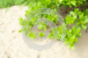 Blur tropical rain forest with green trees, Thailand. Tropical background