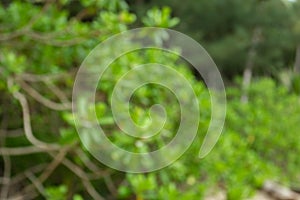 Blur tropical rain forest with green trees, Thailand. Tropical background