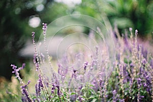 Blur violet flower field