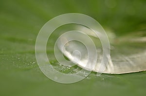 Blur- Water drop on lotus leaf in nature