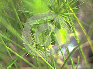 Blur waterplant background